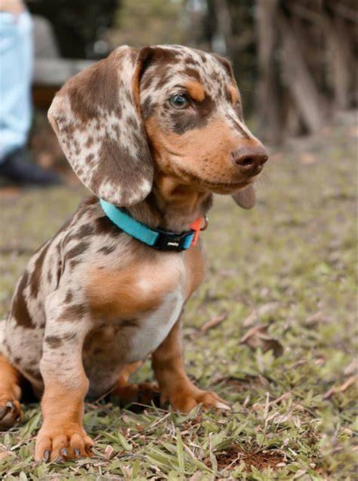 chocolate/tan hidden dapple miniature dachshund MOJO Miniature