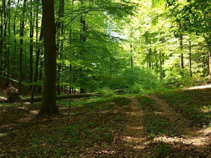 Forst Junior Ranger