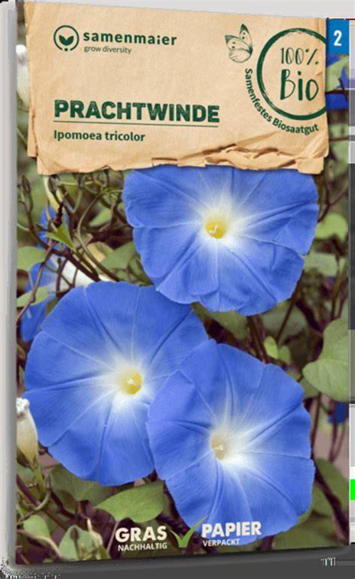 Morning glory 1 Free Photo Download FreeImages