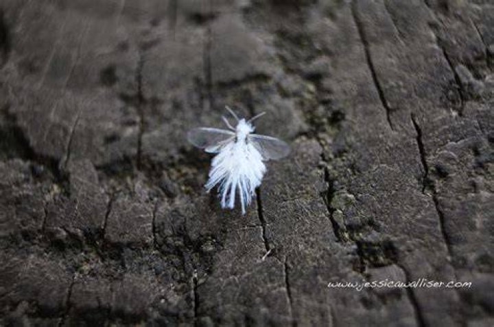 The Insect World Wooly Aphid "Fairy Fly"